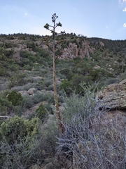 Agave