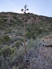 Agave