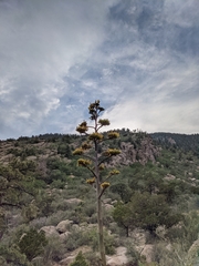 Agave