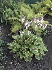 Hosta