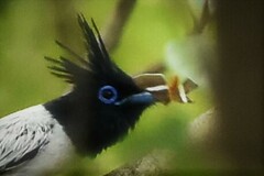 Bibasis sena uniformis