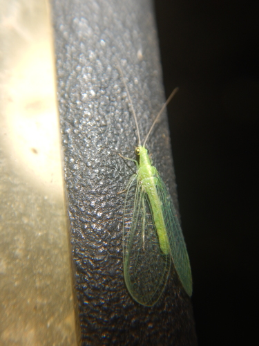 Chrysoperla mediterranea