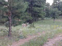 Odocoileus hemionus