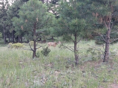 Odocoileus hemionus