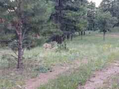 Odocoileus hemionus