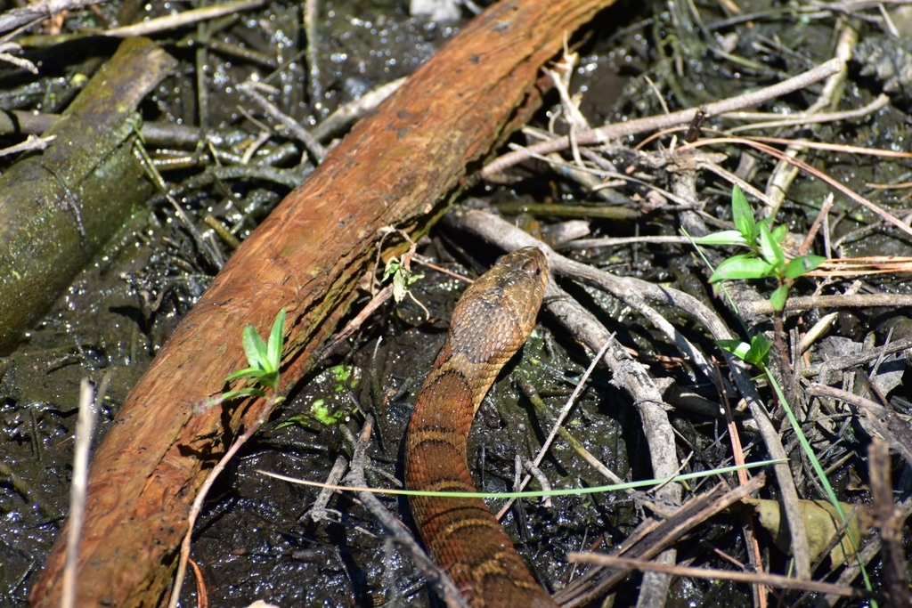 Northern Watersnake from Laurel, DE 19956, USA on August 03, 2022 at 10 ...