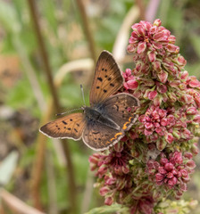 Tharsalea dorcas sangremar