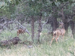 Odocoileus hemionus