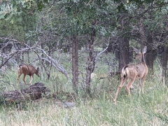 Odocoileus hemionus