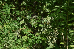 Thalictrum minus hypoleucum