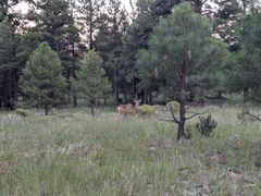 Odocoileus hemionus