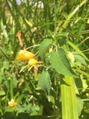 Impatiens ecornuta