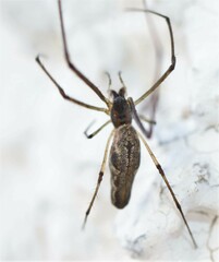 Tetragnatha nigrita