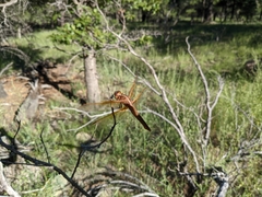 Libellula saturata