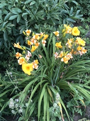 Hemerocallis