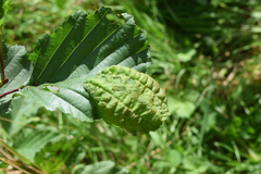 Taphrina tosquinetii