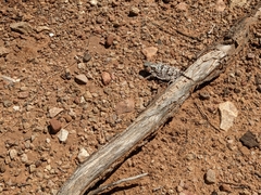 Phrynosoma hernandesi