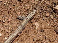 Phrynosoma hernandesi