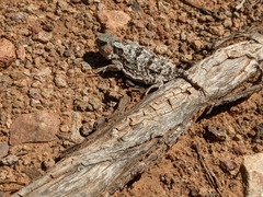 Phrynosoma hernandesi