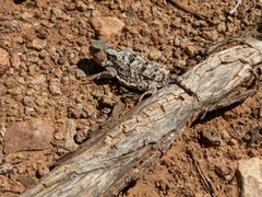 Phrynosoma hernandesi