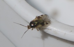 Orthops