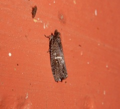 Cryptaspasma