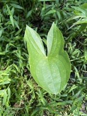 Sagittaria latifolia