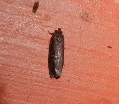 Cryptaspasma