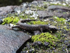 Lepidophyma tuxtlae