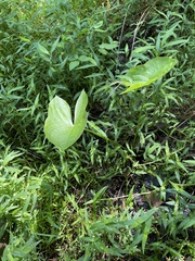 Sagittaria latifolia