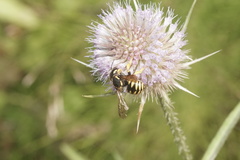 Trachusa