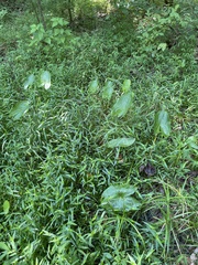 Sagittaria latifolia