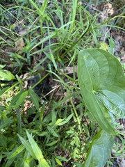 Sagittaria latifolia