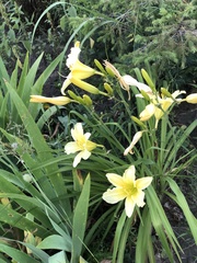 Hemerocallis