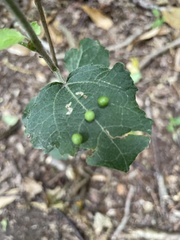 Harmandiola tremulae