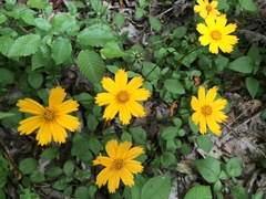 Coreopsis pubescens