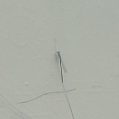 Zygoptera