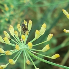 Liocoris tripustulatus