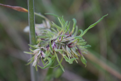 Aceria tenuis