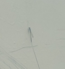 Zygoptera