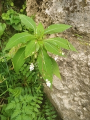 Impatiens brachycentra