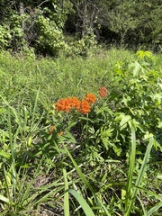 Asclepias tuberosa