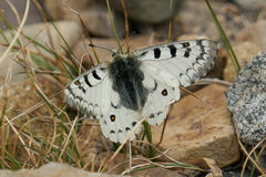 Parnassius behrii