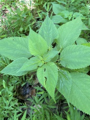 Boehmeria cylindrica