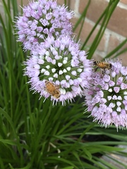 Apis mellifera