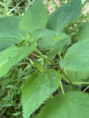 Boehmeria cylindrica