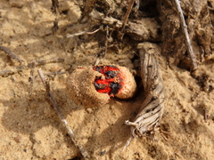 Lysurus corallocephalus