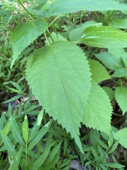 Boehmeria cylindrica