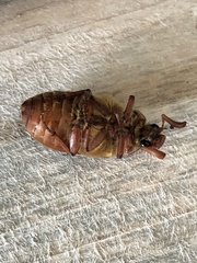 Polyphylla variolosa