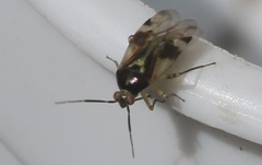 Orthops